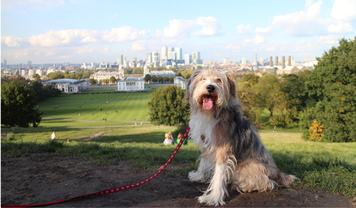 Dog with a view in Greenwich Park